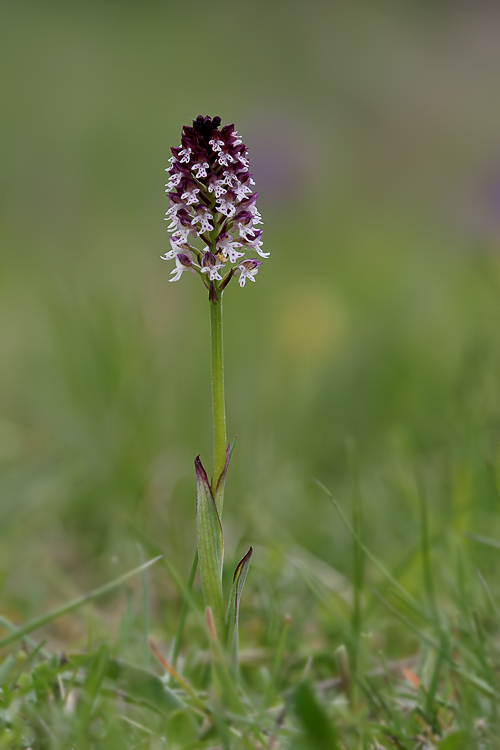 Orchis ustulata alla Verna